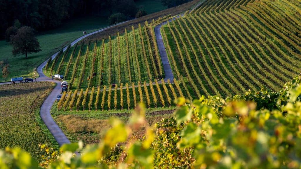 , Côtes de l’Orbe: le diamant brut du vignoble vaudois