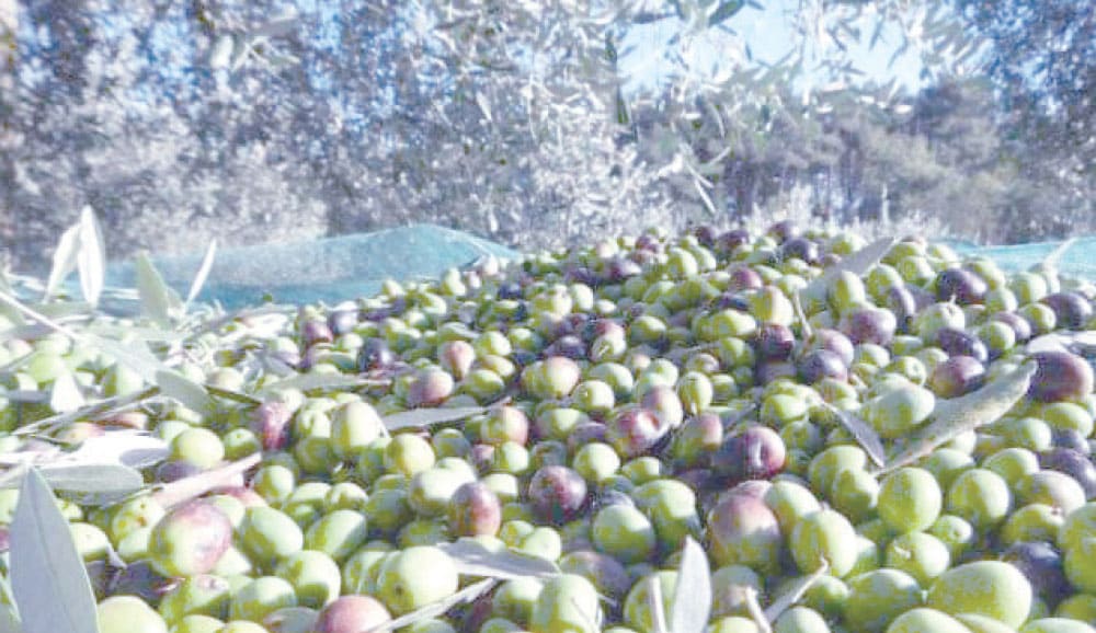 , Filière oléicole | Optimiser les exportations